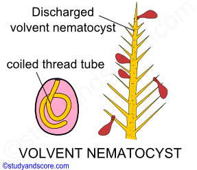 volvent nematocyst, coiled thread tube, operculum, style, everted thread tub